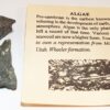 FossilAlgae__65845