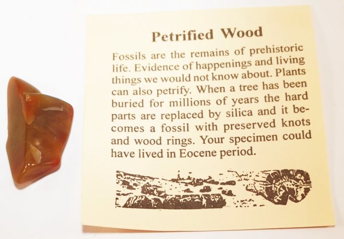 FossilPetrifiedWood__71434