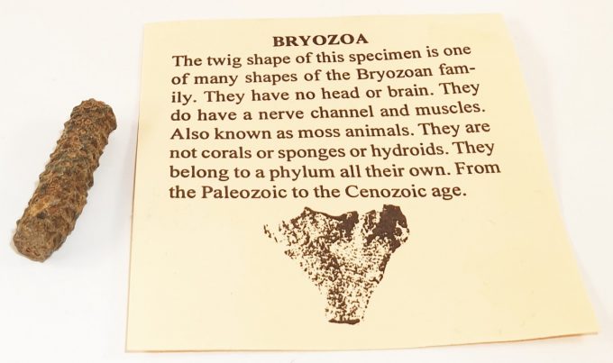 Fossils_-_Bryozoa__15327