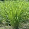 citronella2__22290