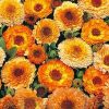 CalendulaInfused__84363