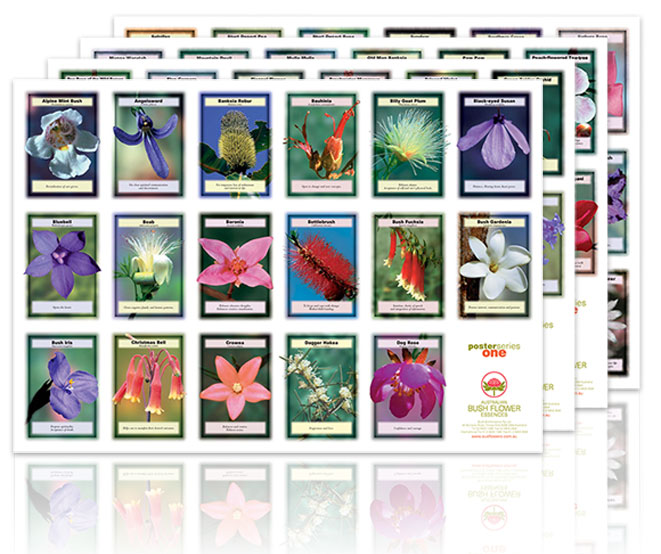 Australian Bush Flower Essences Poster (Set of 4) Wall Chart