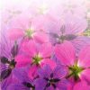 Geranium__00566
